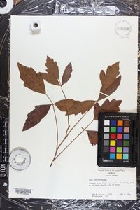 Toxicodendron pubescens image