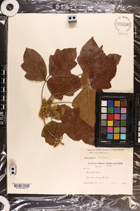 Toxicodendron pubescens image