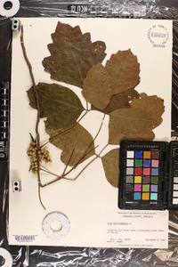 Toxicodendron pubescens image