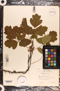 Toxicodendron pubescens image