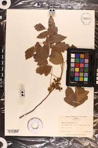 Toxicodendron pubescens image