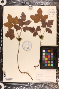 Toxicodendron pubescens image