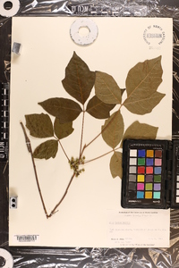 Toxicodendron pubescens image