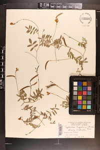 Tephrosia hispidula image