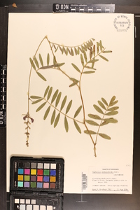 Tephrosia onobrychoides image