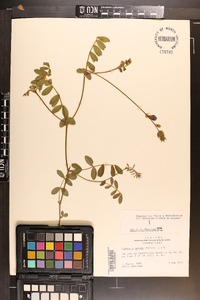 Tephrosia spicata image