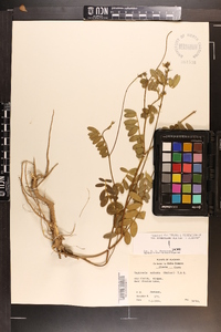 Tephrosia spicata image