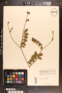 Tephrosia spicata image