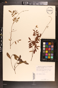 Tephrosia spicata image