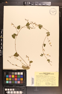 Tephrosia spicata image