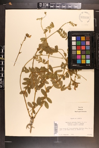 Tephrosia spicata image