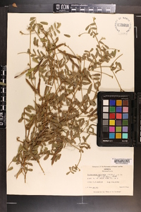 Tephrosia spicata image