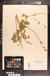 Tephrosia spicata image