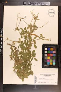 Tephrosia spicata image