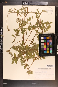 Tephrosia spicata image