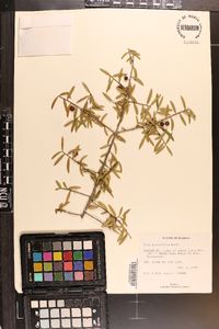 Ilex myrtifolia image