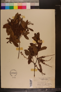 Cyrilla racemiflora image