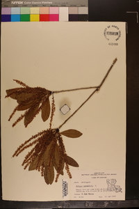Cyrilla racemiflora image