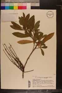 Cyrilla racemiflora image
