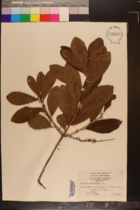 Cyrilla racemiflora image