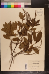 Cyrilla racemiflora image