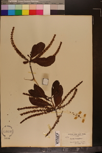 Cyrilla racemiflora image