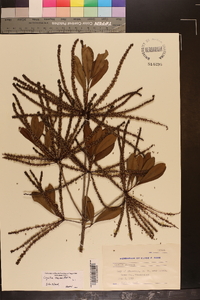 Cyrilla racemiflora image