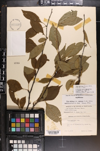 Ilex montana image