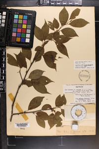 Ilex montana image