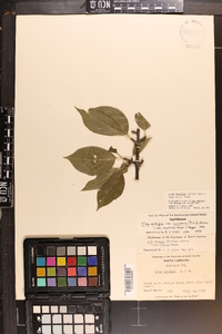 Ilex montana image