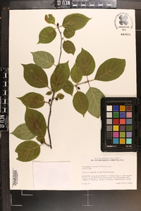 Ilex montana image