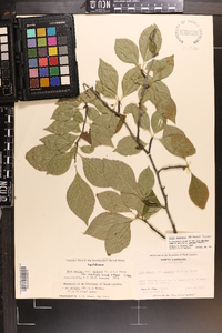 Ilex ambigua image