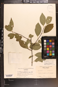 Ilex montana image