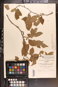 Ilex ambigua image