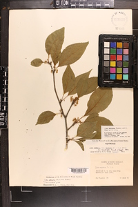 Ilex montana image