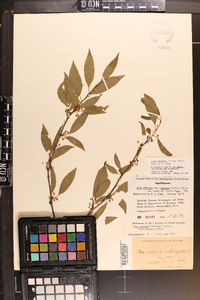 Ilex montana image