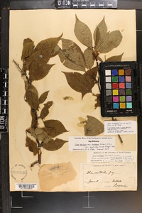 Ilex montana image