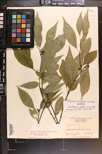 Ilex ambigua image