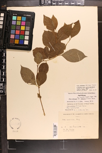 Ilex ambigua image