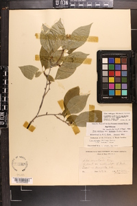 Ilex ambigua image