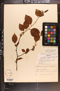 Ilex ambigua image