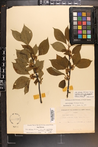 Ilex ambigua image