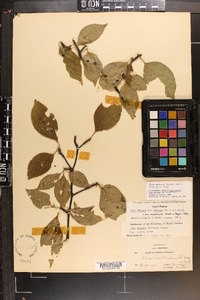 Ilex montana image