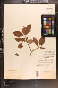 Ilex ambigua image