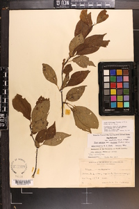 Ilex montana image