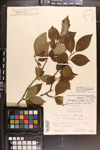 Ilex ambigua image