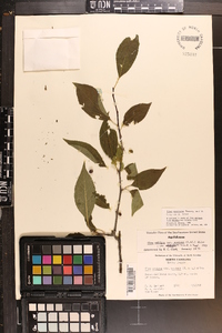 Ilex montana image