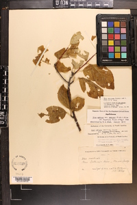 Ilex montana image