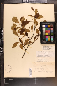 Ilex montana image