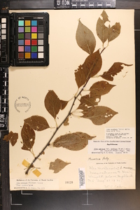 Ilex montana image